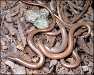 Slow worms in composter Panasonic TZ40 1020272.jpg