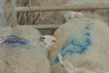 _7813550.jpg _7813550.jpg