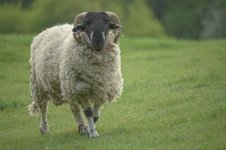 _7818624.jpg _7818624.jpg