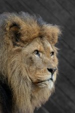 Week 15 - snapper's choice-1.jpg