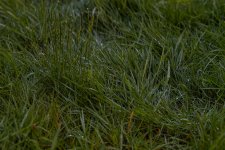 Week 16 - after the rain-1.jpg