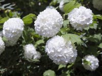 P1004773-C.jpg P1004773-C.jpg