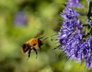 3c052175fdf761c4728014020c028d2a93bb5376_2_690x547.jpeg 3c052175fdf761c4728014020c028d2a93bb5376_2_690x547.jpeg