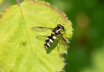 Xanthogramma-pedissequum-sml.jpg Xanthogramma-pedissequum-sml.jpg