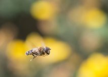 Eristalis pertinax.jpg Eristalis pertinax.jpg