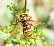 Milesia-crabroniformis-sml.jpg Milesia-crabroniformis-sml.jpg