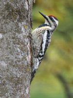 Hairy Woodpecker.jpg