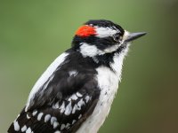 Downy Woodpecker.jpg