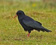 chough_2.jpg