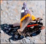 Butterfly on damp patch of ground G9 P1013360.jpg Butterfly on damp patch of ground G9 P1013360.jpg