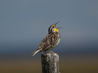 Western Meadowlark.jpg