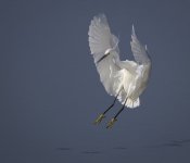 Egret Landing 23 May 25.jpg
