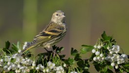 Female Siskin2 07 May 25.jpg