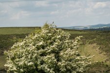 022 Stonechat (Male) 01-1002821 PS Adj Upload.JPG 022 Stonechat (Male) 01-1002821 PS Adj Upload.JPG