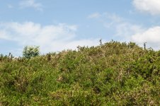 023 Stonechat (Female) 02-1002825 PS Adj Upload.JPG 023 Stonechat (Female) 02-1002825 PS Adj Upload.JPG