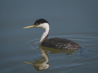 Western Grebe.jpg
