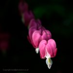 Love lies bleeding-06108.jpg Love lies bleeding-06108.jpg