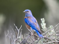 Western Bluebird.jpg