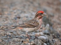Cassin's Finch.jpg