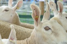 _7818760.jpg _7818760.jpg