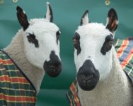 _7818786.jpg _7818786.jpg