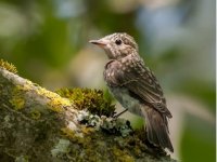 Screenshot 2025-05-29 092018.jpg