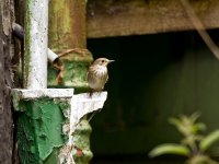 Flycatcher BWFH 26-06-08.JPG
