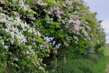 2R1A0729Tx760.jpeg 2R1A0729Tx760.jpeg