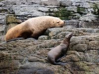 Steller's Sealion.jpg