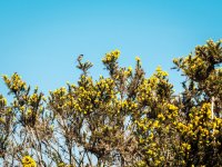 015 Stonechat 01-3116 PS Adj Upload.JPG