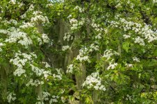 016 Old Man's Beard 01-1002810 PS Adj Upload.JPG