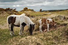 027 Pony & Foal 01-9725 PS Adj Upload.JPG
