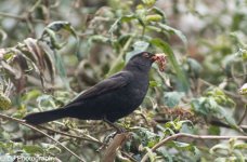 _MG_0678_resize.jpg _MG_0678_resize.jpg