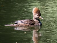 Hooded Merganser.jpg