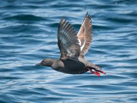 Pigeon Guillemot.jpg