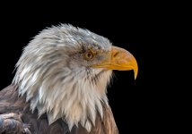 Steve France_Bald Eagle up Close & Personal_WVCC.jpg Steve France_Bald Eagle up Close & Personal_WVCC.jpg