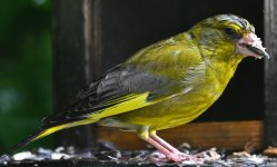 DSC_4465-d5001c.jpg DSC_4465-d5001c.jpg