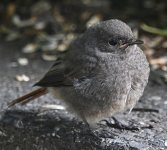 DSC_4477-d5001c.jpg DSC_4477-d5001c.jpg