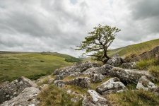 015 Black a Tor Copse 07-3204 PS Adj Upload.JPG 015 Black a Tor Copse 07-3204 PS Adj Upload.JPG