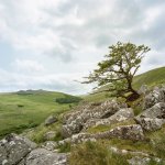 009 Lone Tree on Shelstone Tor 01-000154300009 PS Adj Upload.JPG 009 Lone Tree on Shelstone Tor 01-000154300009 PS Adj Upload.JPG