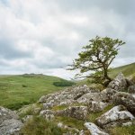 012 Lone Tree on Shelstone Tor 04-000154300012 PS Adj Upload.JPG 012 Lone Tree on Shelstone Tor 04-000154300012 PS Adj Upload.JPG