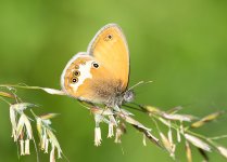 pearly-heath-sml.jpg pearly-heath-sml.jpg