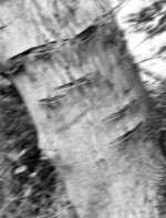 Bark 2.jpg