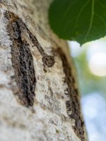 Week #  Bark (2 of 6).JPG