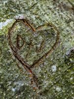 Week #  Bark (3 of 6).JPG