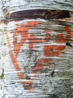 Week #  Bark (4 of 6).JPG