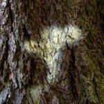 Week #  Bark (6 of 6).JPG