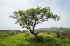 001 Lone Tree 01-1002633 PS Adj Upload.JPG 001 Lone Tree 01-1002633 PS Adj Upload.JPG