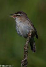 19-06-2025 Sedge Warbler 2.jpg 19-06-2025 Sedge Warbler 2.jpg