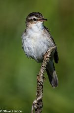 19-06-2025 Sedge Warbler.jpg 19-06-2025 Sedge Warbler.jpg